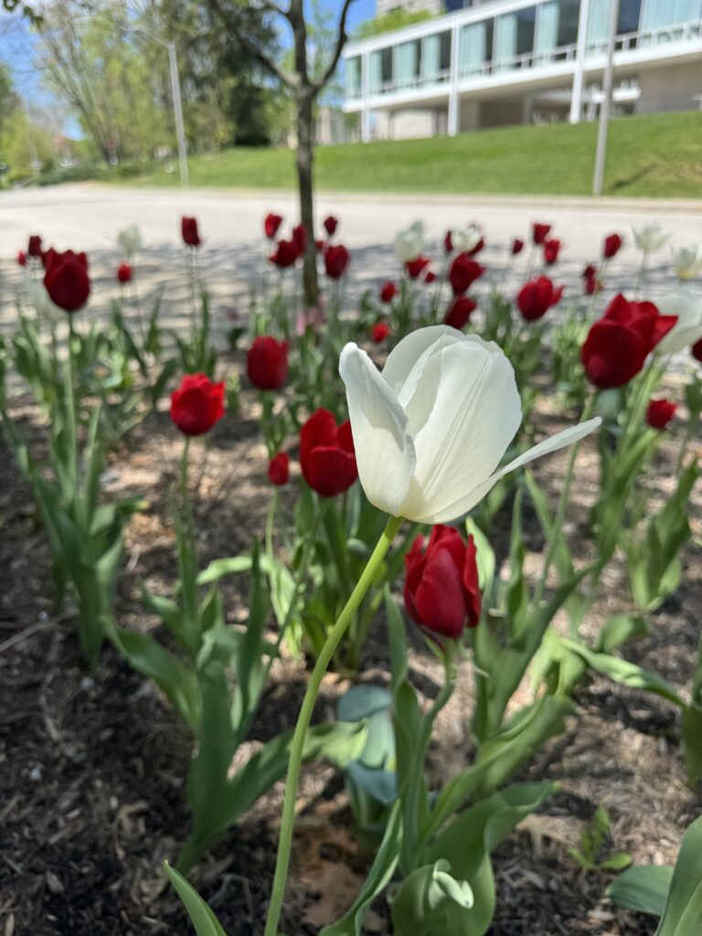 IU Spring Landscaping
